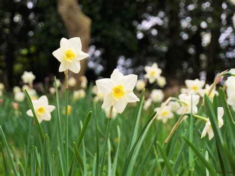 水仙 意味|水仙(スイセン)の花言葉｜怖い意味がある？見頃の季節はい 